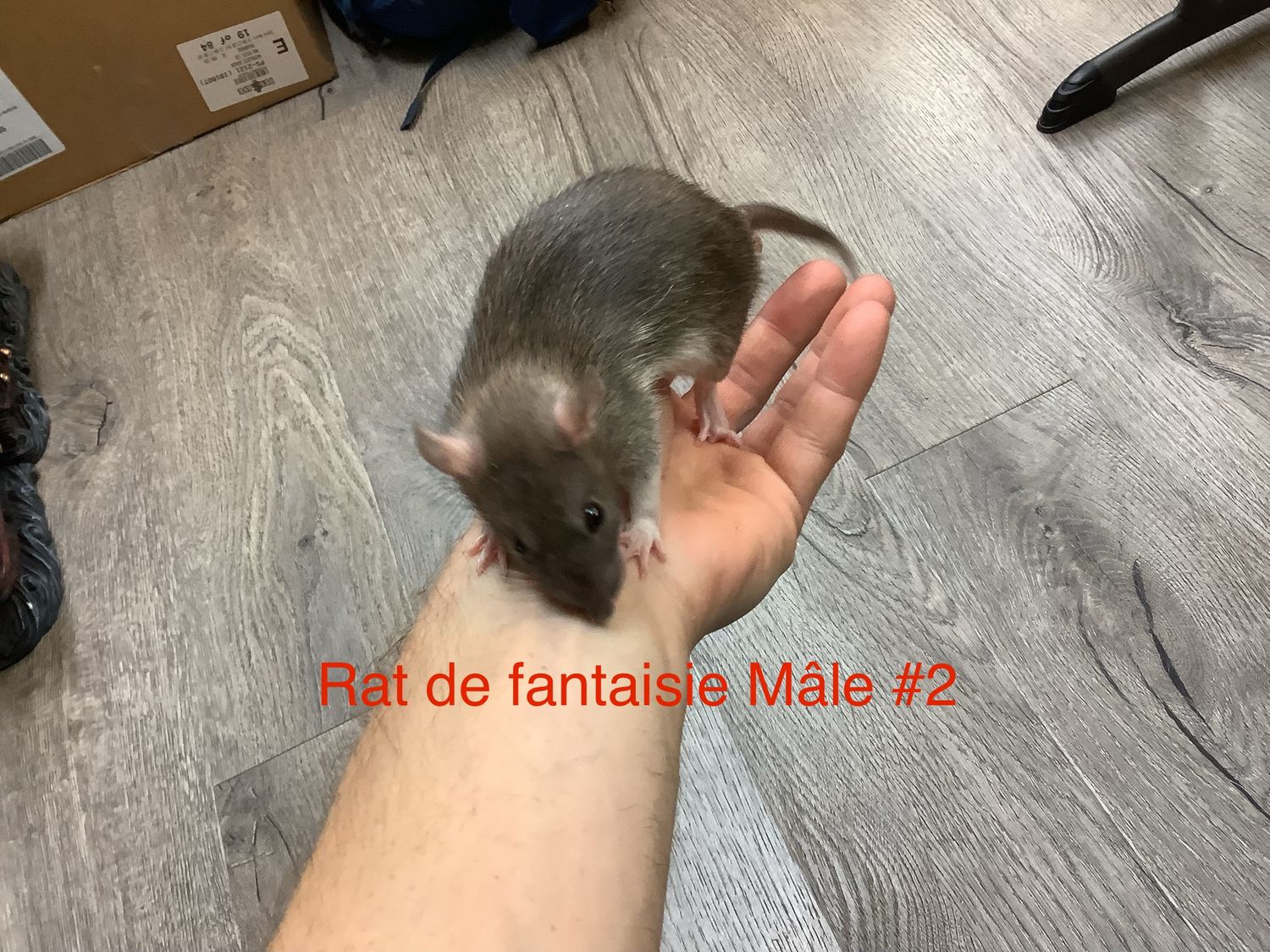 Male Fantasy Rat #2