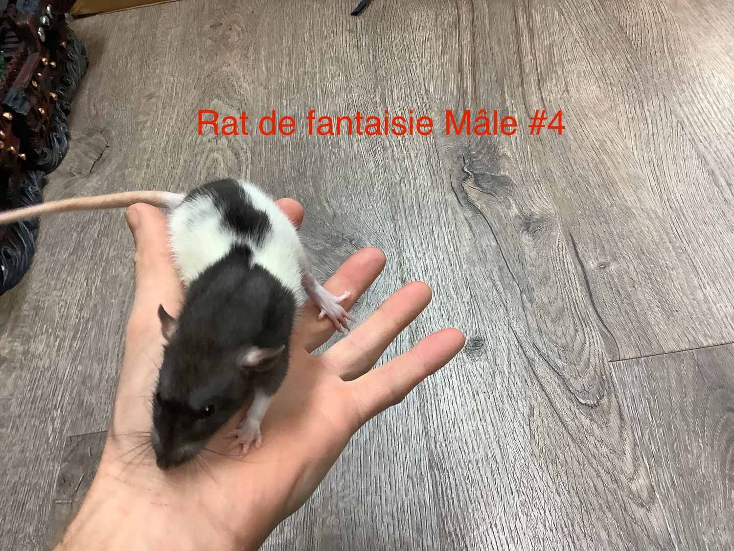 Male Fantasy Rat #4