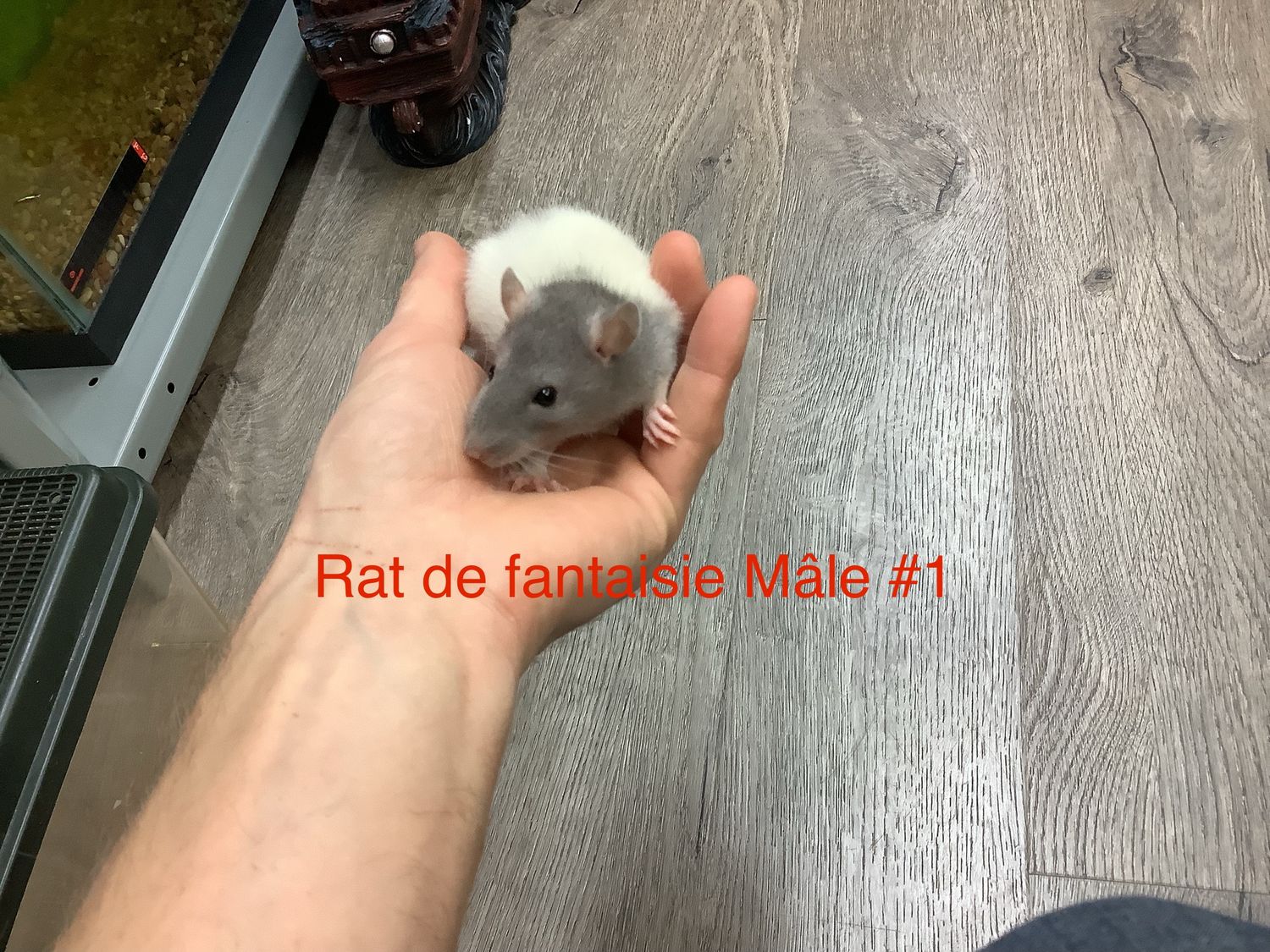 Male Fantasy Rat #1