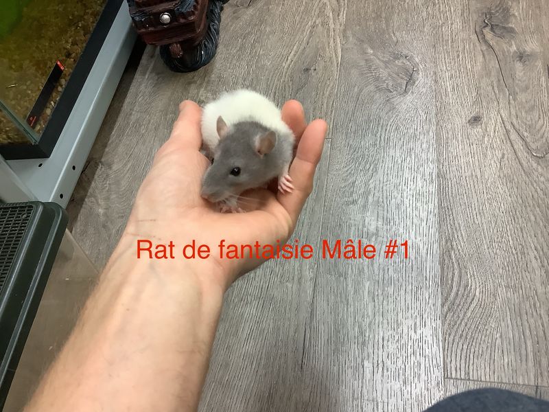 Male Fantasy Rat #1