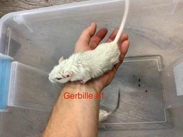 Gerbil MEGAPROMO