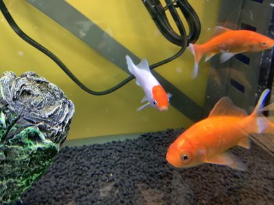 Large Comet Goldfish