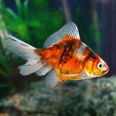 Calico Medium veiltail