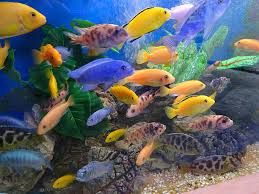 Various African cichlids Medium