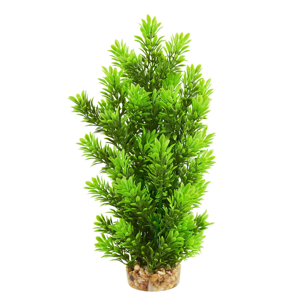 Ambulia Tree - 12&quot;