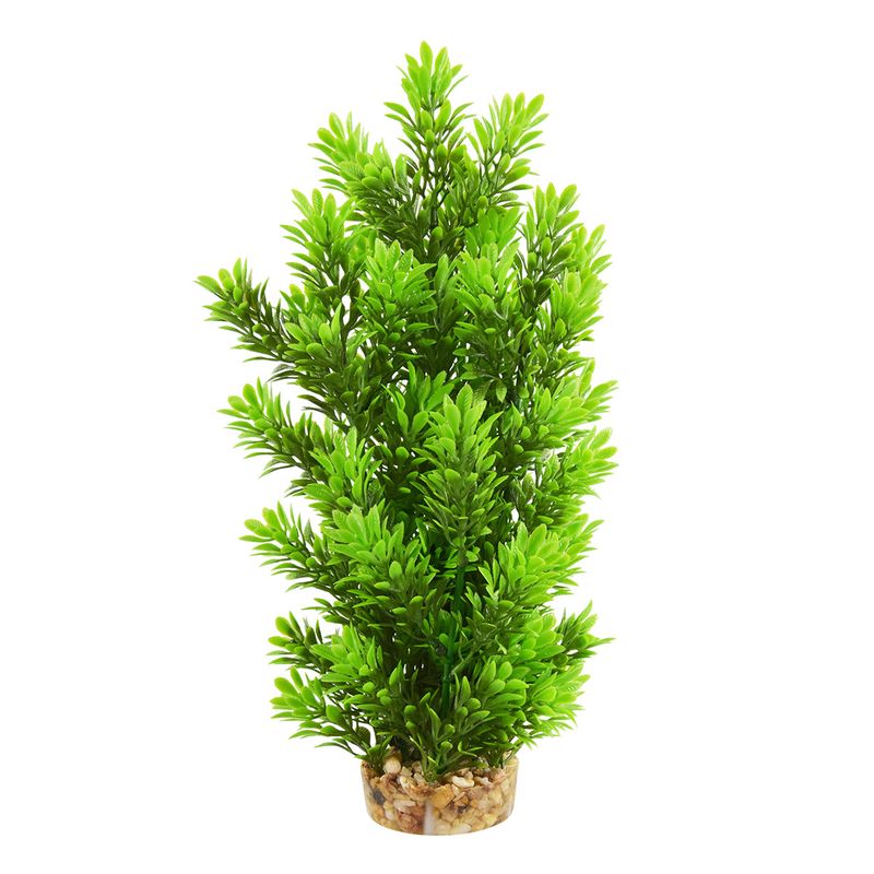 Ambulia Tree - 12&quot;