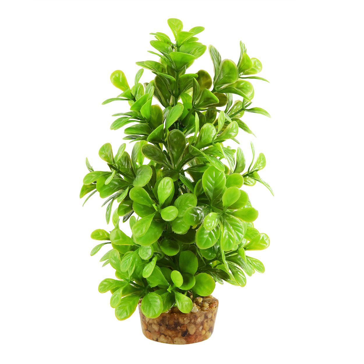 Moneywort Tree - 8&#39;&#39;