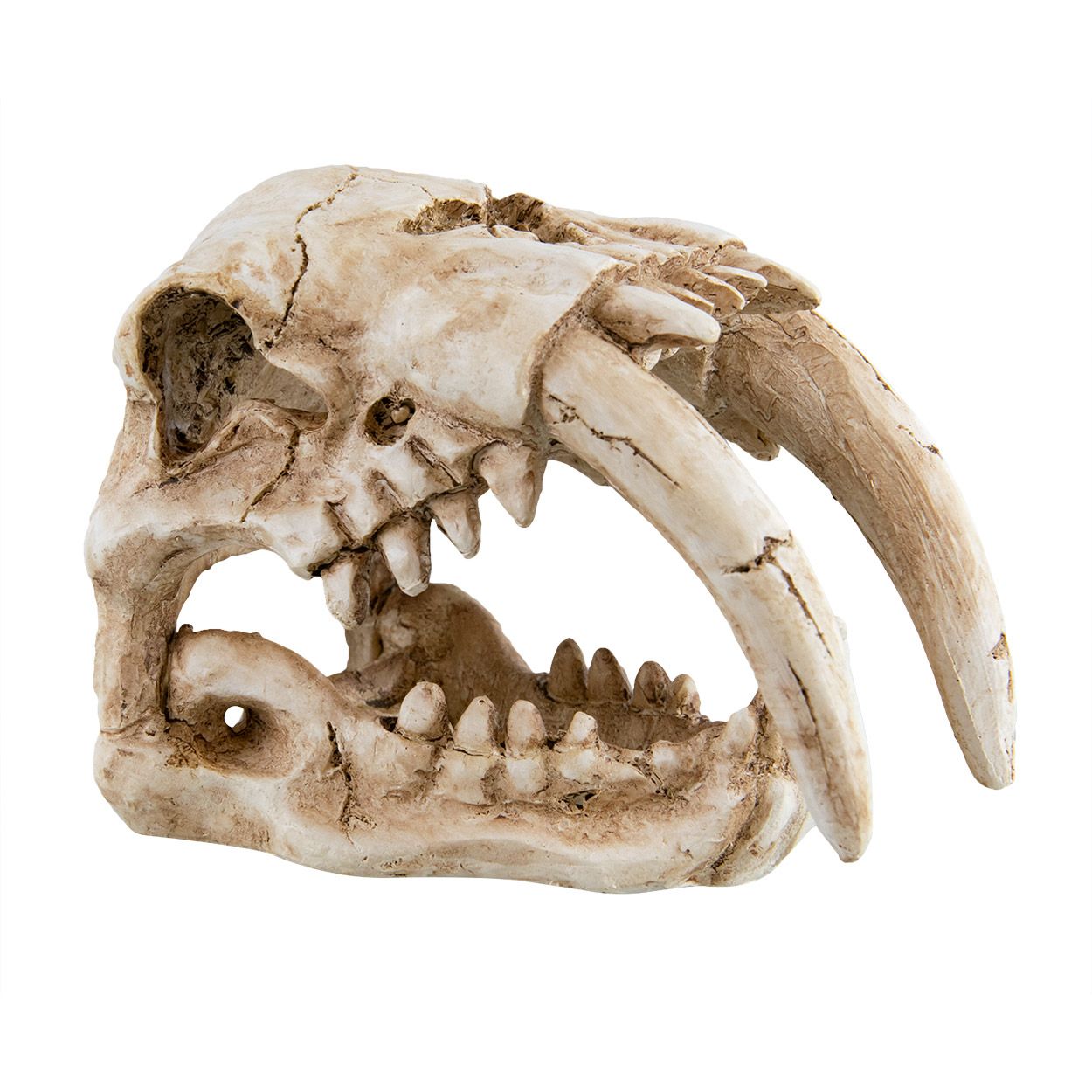 Sabertooth Skull