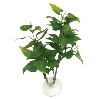 Betta Plant - Philo