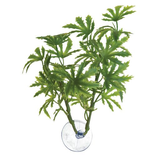 Betta Plant - Papaya Betta Plant - Papaya