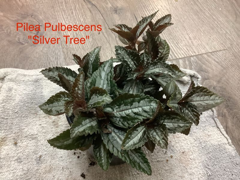 Pilea Pulbescens &quot;Silver Tree&quot;