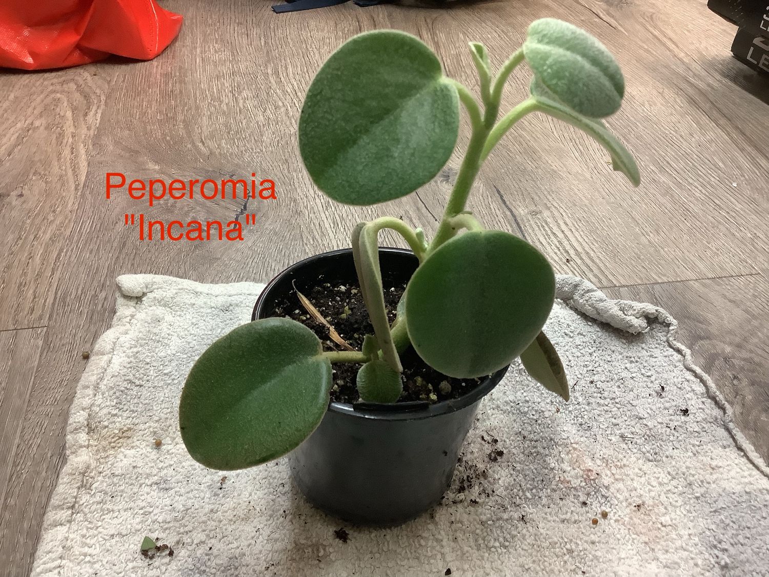 Peperomia &quot;Incana&quot;