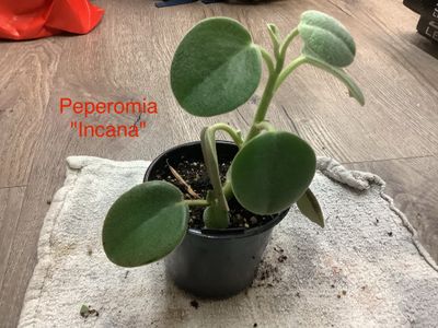 Peperomia &quot;Incana&quot;