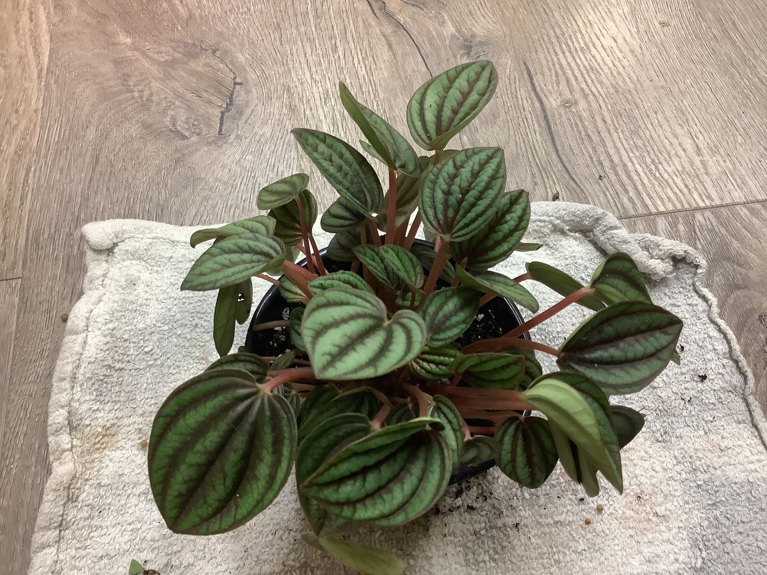 Peperomia &quot;Picolo Banda&quot;