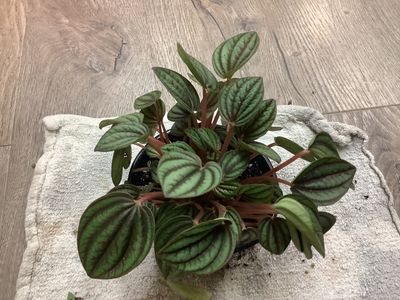 Peperomia &quot;Picolo Banda&quot;