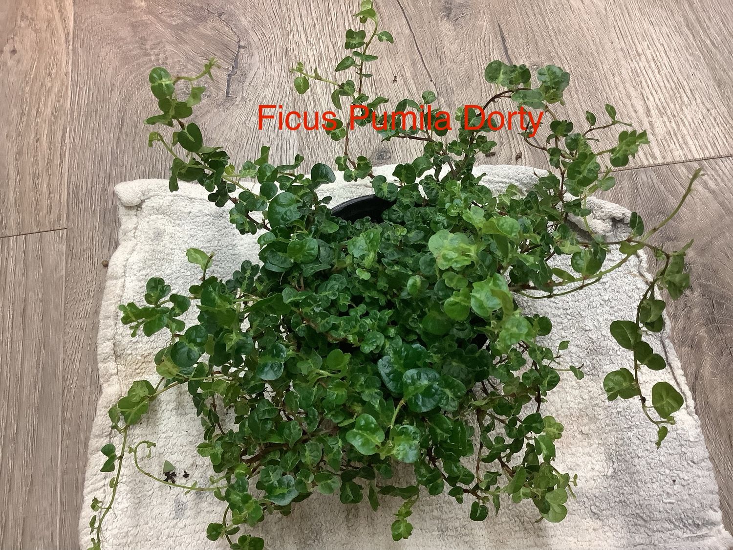Ficus Rernta borwy