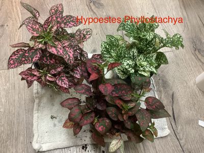 Hypoestes Phyllostachya