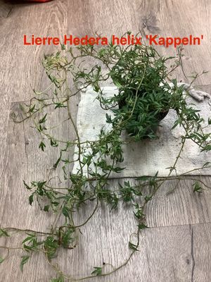 Lierre Hedera heliy Kappeln&#39;