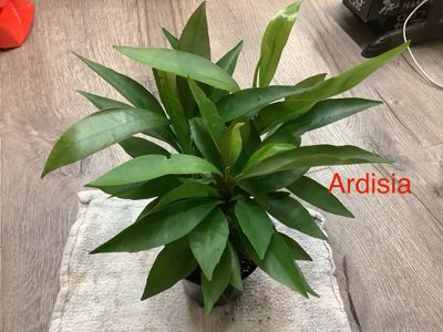 Ardisia