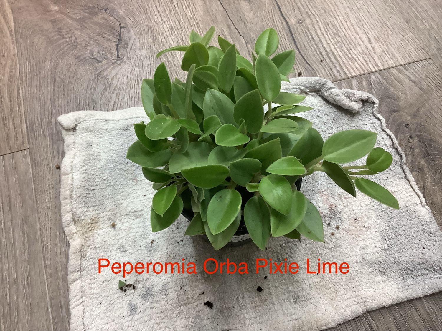 Peperomia Orba Xle Lime