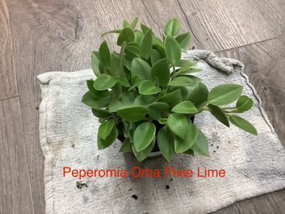 Peperomia Orba Xle Lime