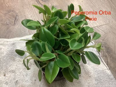Peperomia Orba Pixie