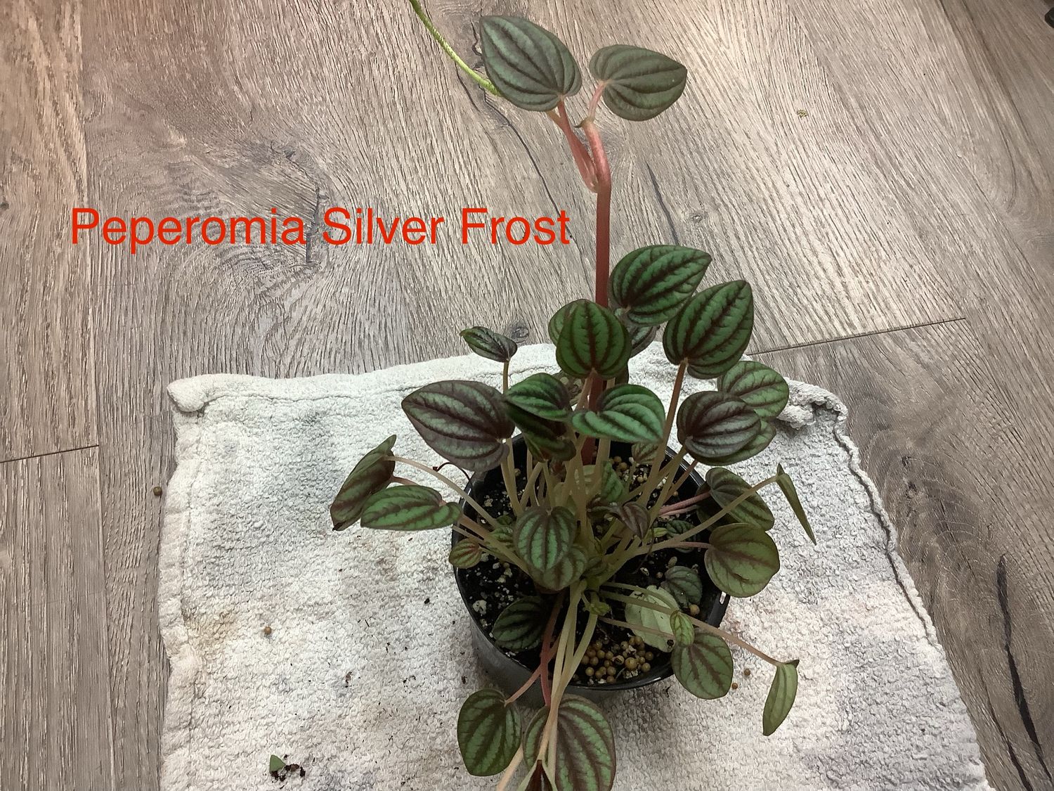 Peperomia Silver Frost