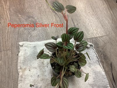 Peperomia Silver Frost