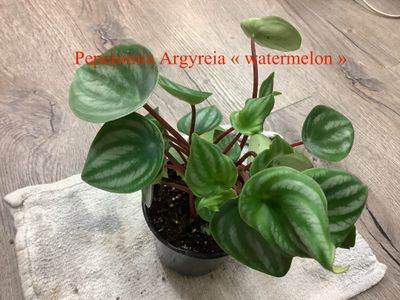 Peperomia Argyreia « watermelon »