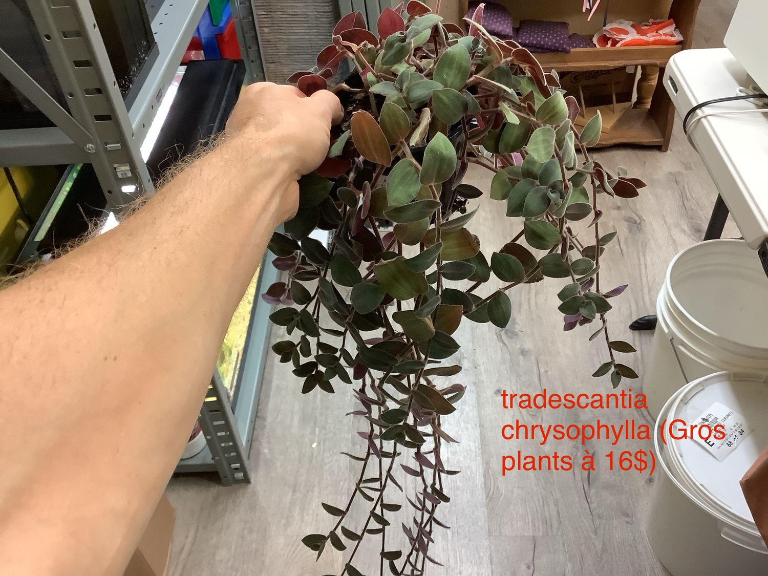 tradescantia chrysophylla Gros plants​