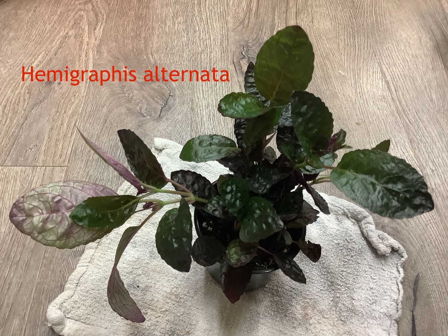 Hemigraphis alternata