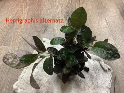 Hemigraphis alternata