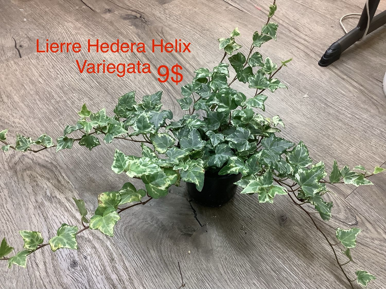 Lierre Hedera Helix Variegata