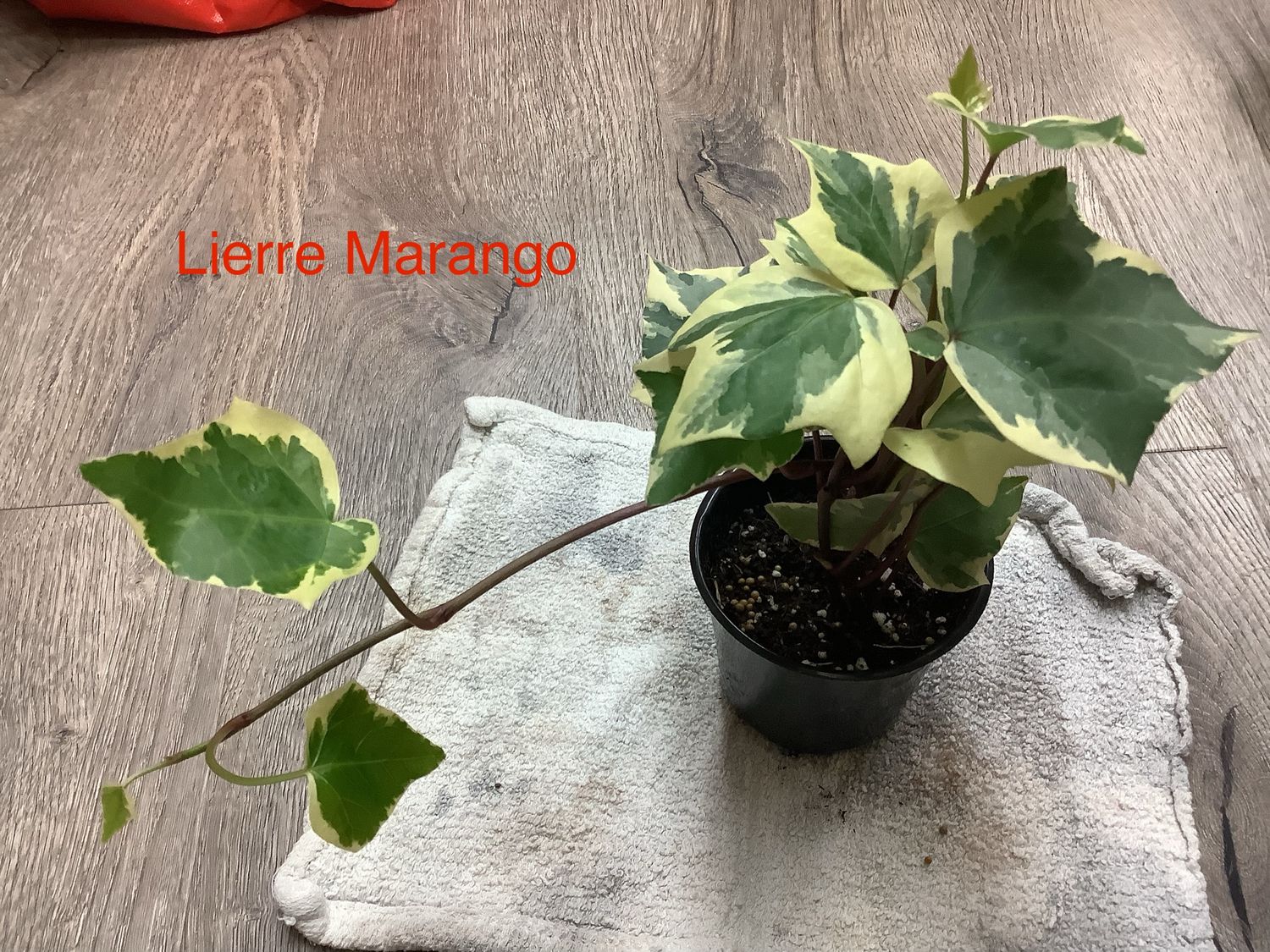 Lierre Marango