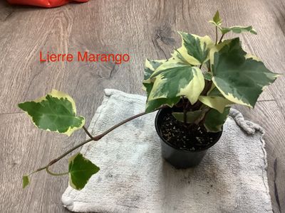 Lierre Marango