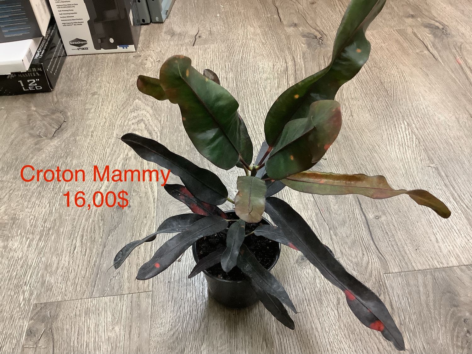 Croton Mammy