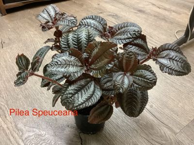 Pilea Speuceana