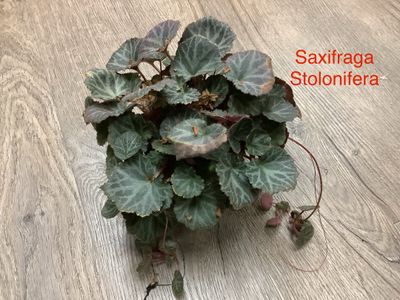 Saxifraga Stolonifera