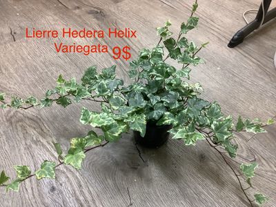 Lierre Hedera Helix Variegata