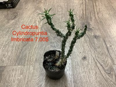 Cylindropuntia Imbricata