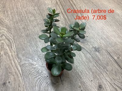 Crassula Arbre de Jade