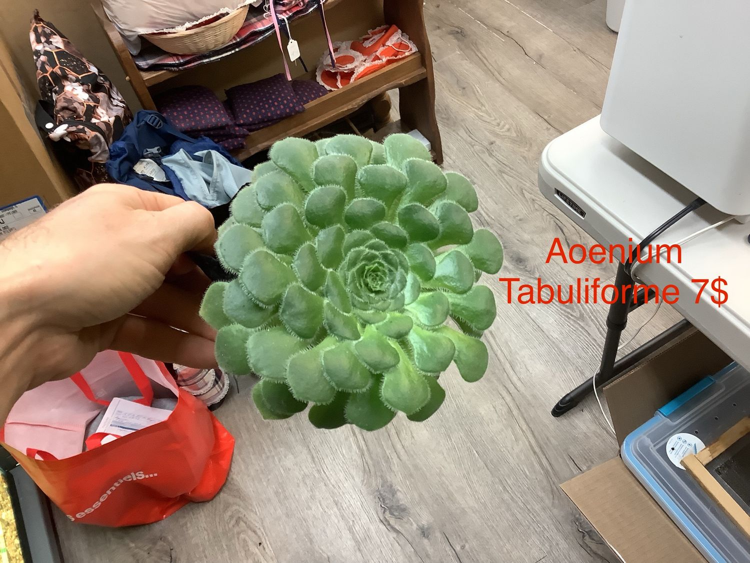 Aoenium tabuliforme