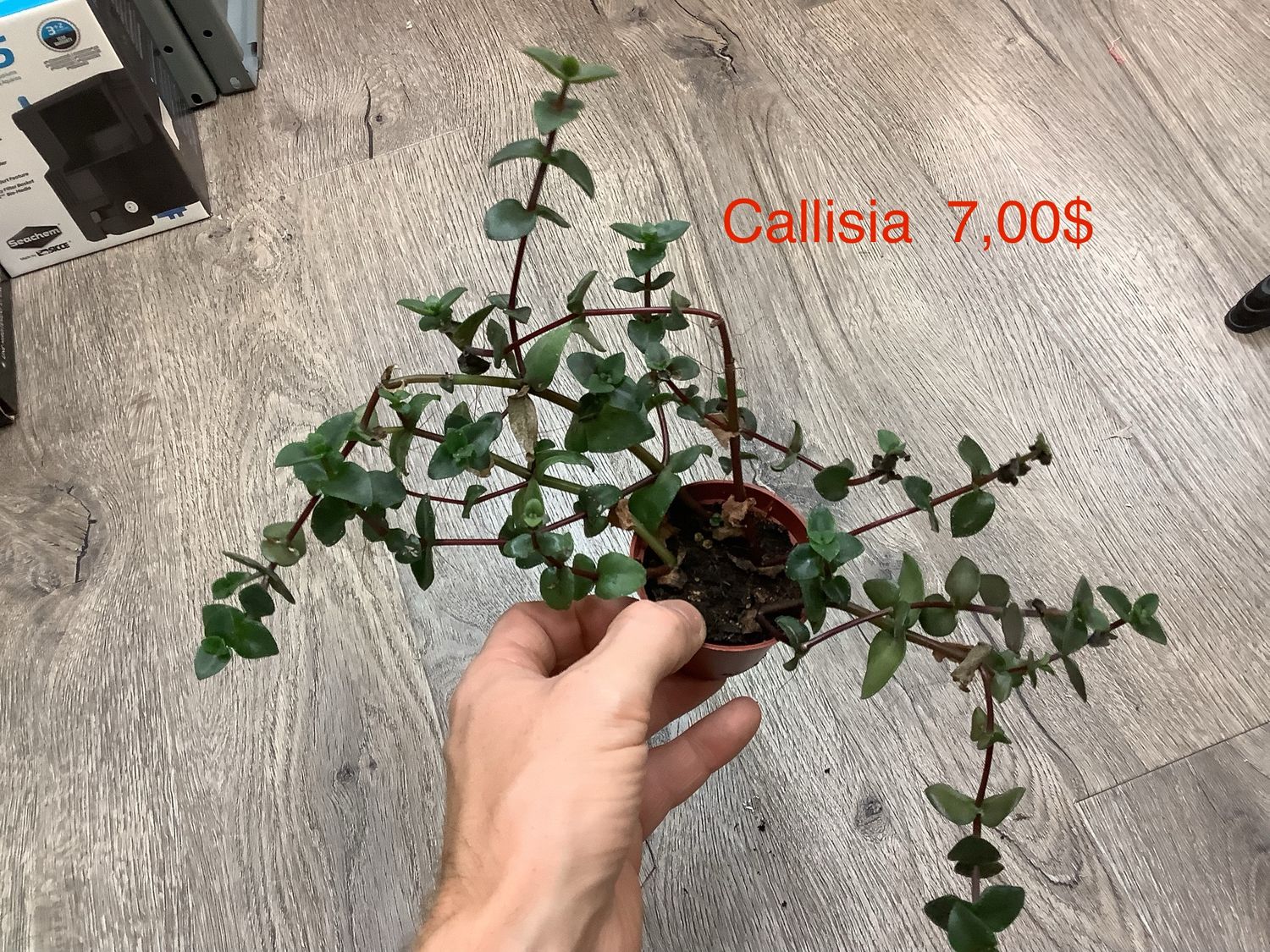 Callisia Callisia