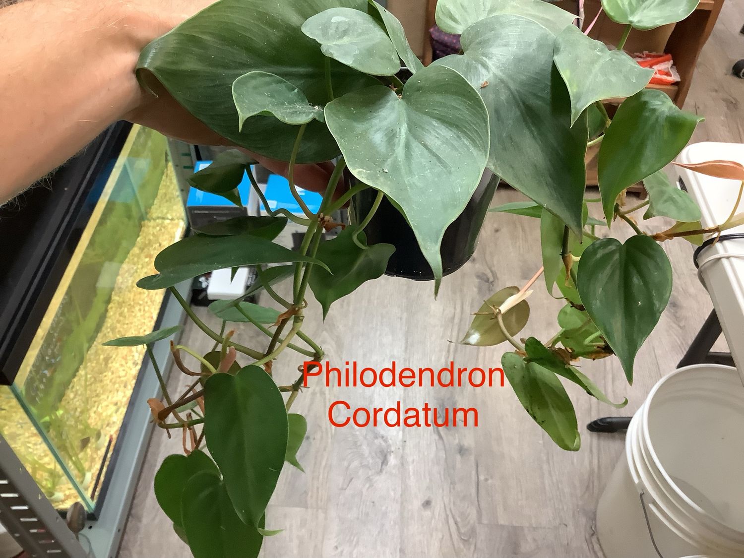 Philodendron Cordatum (big size)