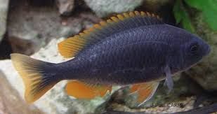 African cichlids yellow Fin Borleyi Medium