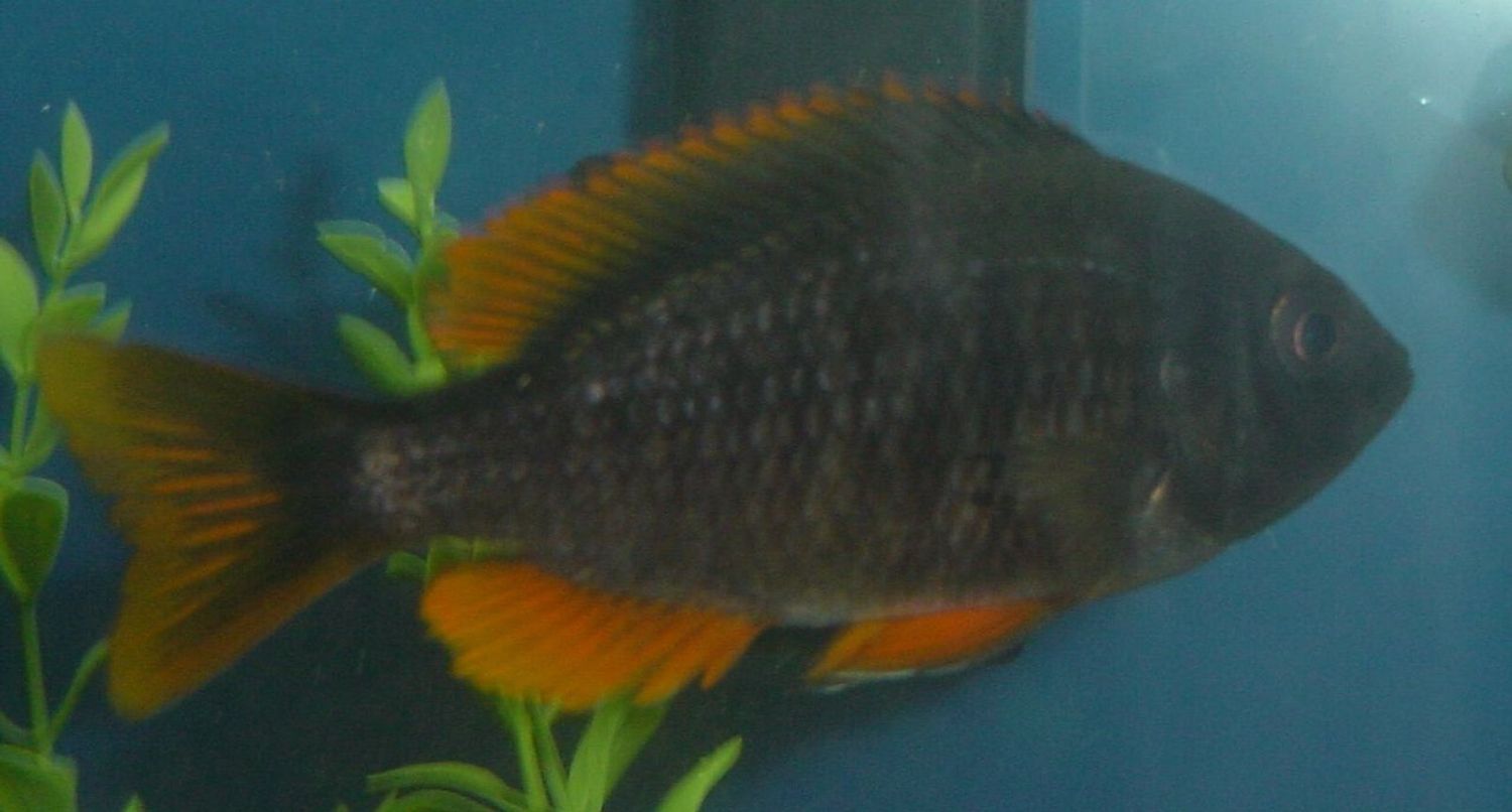 African cichlids yellow Fin Borleyi Medium