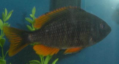 African cichlids yellow Fin Borleyi Medium