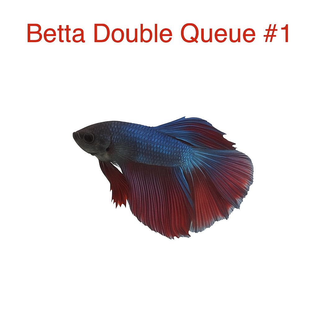 Male Double-Tailed Betta