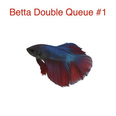 Male Double-Tailed Betta