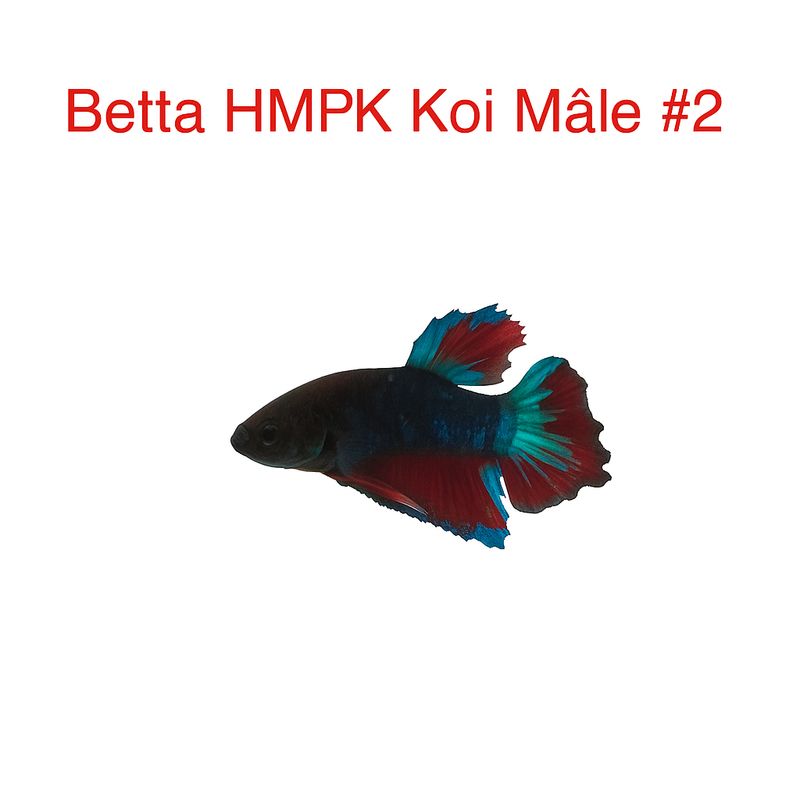 Male Betta HMPK Koi #2 Male Betta HMPK Koi #2